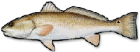 Description: redfish