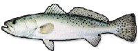 Description: trout