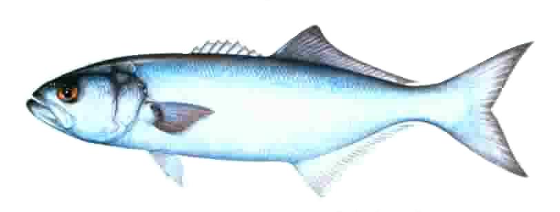 Description: bluefish