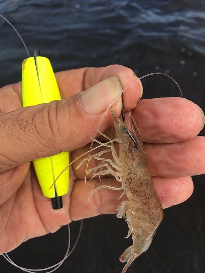 Shrimp Lure Bass Fishing Saltwater, Glow Soft Artificial Shrimp Baits for  Speckled Trout, Flounder, Redfish, Soft Plastic Lures -  Canada