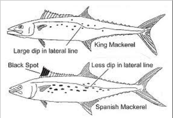 Spanish Mackerel tip from fishin Franks